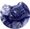 Dinera sp.
